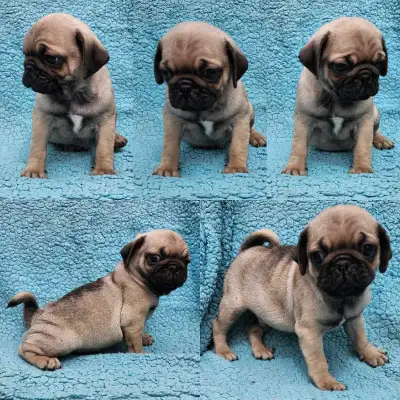 Pug Puppies Ready to go Aug 1st, View more