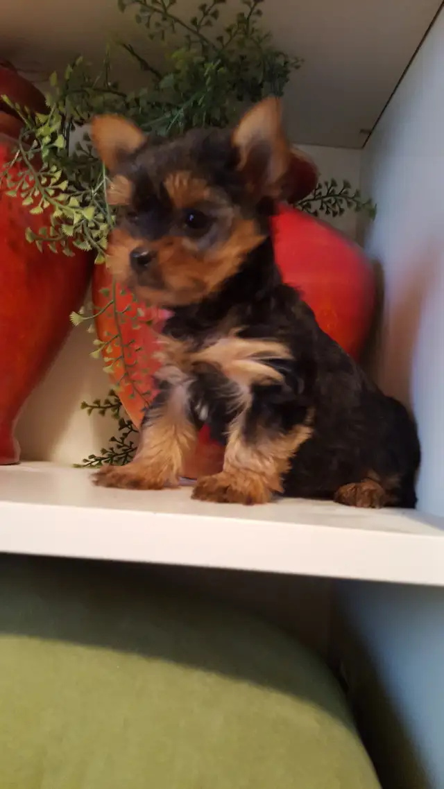 5 Yorkie puppies for sale, Adorable! in Dogs & Puppies for Rehoming in City of Toronto - Image 3
