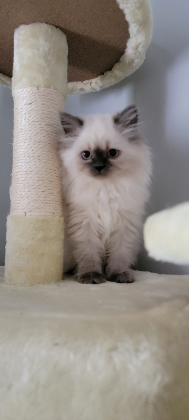 purebred Persian kittens Cats & Kittens for Rehoming Vancouver Kijiji