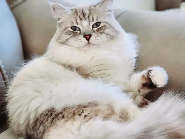 Neva Masquerade Kittens (Siberian) | 2 Available