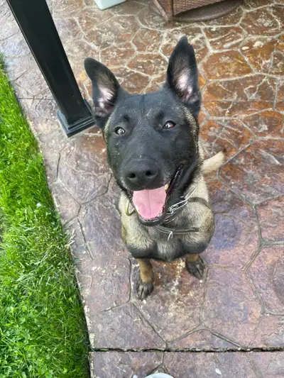 Loving, athletic 2-year old Belgian Malinois female looking for her loving forever home! She loves p...