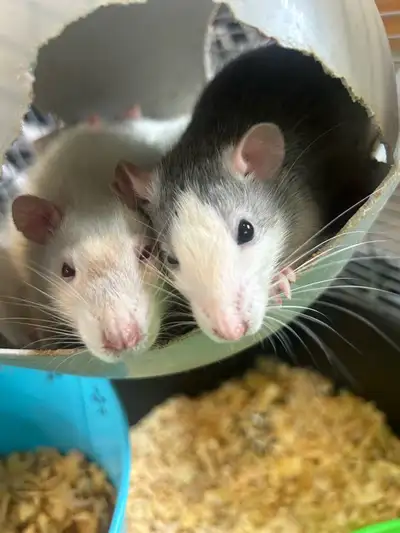 3 rats femelles avec cage à donner , View more