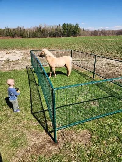 Mini palomino stud colt, View more