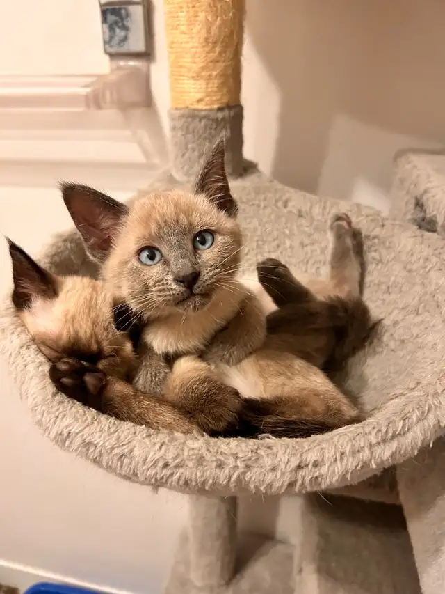 Mâle Siamois pour ‘ collaboration ‘ avec votre femelle