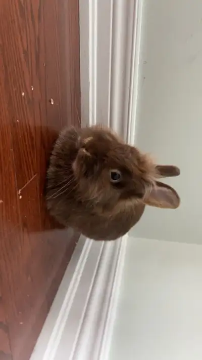 bunny for sale , View more