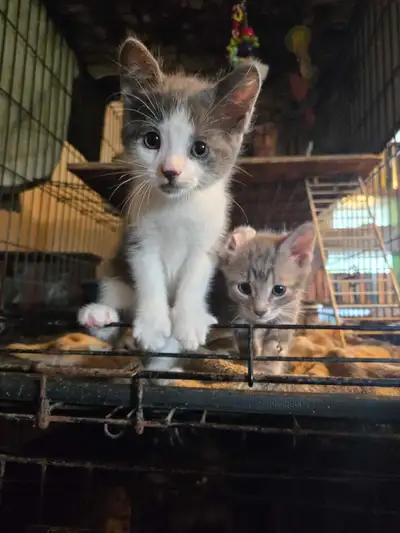 kittens need homes , View more