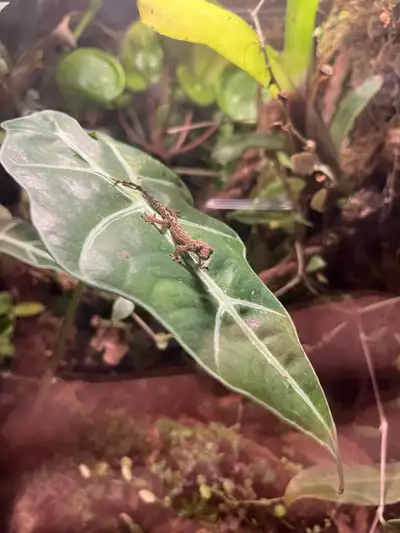 Selling the last of my reptile collection – everything needs to go quickly! 1. Morning Geckos + Full...