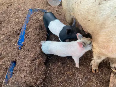 4 Piglets(2 left), View more
