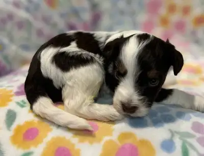 Miniature Australian Bernedoodle Pups, View more