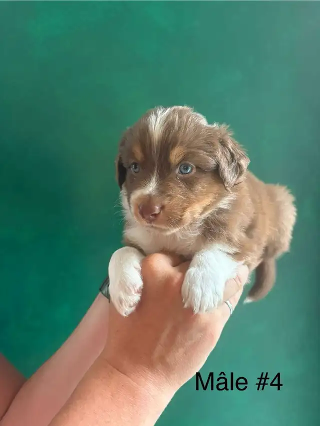 Superbe Portée de Chiots Berger Australien in Dogs & Puppies for Rehoming in Longueuil / South Shore - Image 9