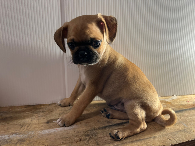 Pug/Chihuahua in Dogs & Puppies for Rehoming in Medicine Hat - Image 2