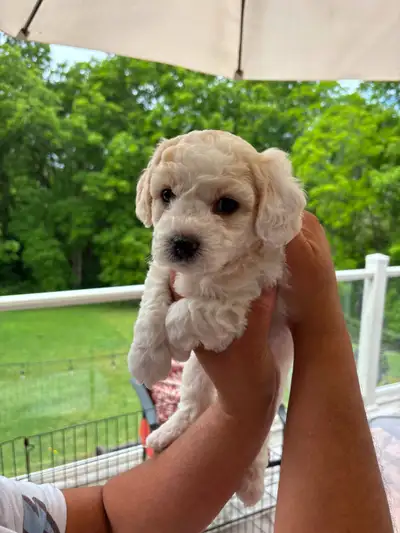 Adorable Bichon Frise puppies from our family to yours!, View more