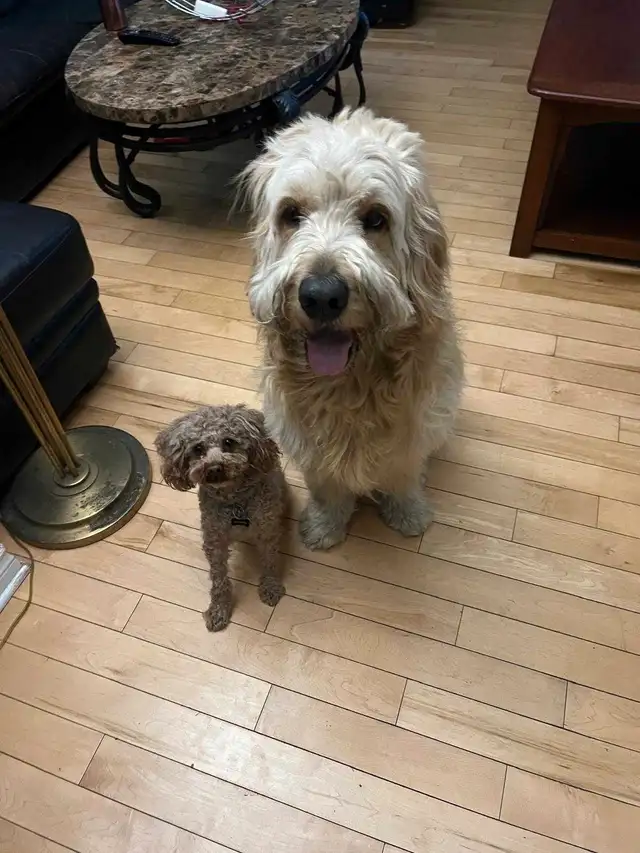2 Dogs / Pets for Sale. Golden Doodle and Toy poodle in Dogs & Puppies for Rehoming in Ottawa - Image 2