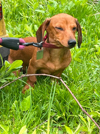 Standard dachshund for rehoming