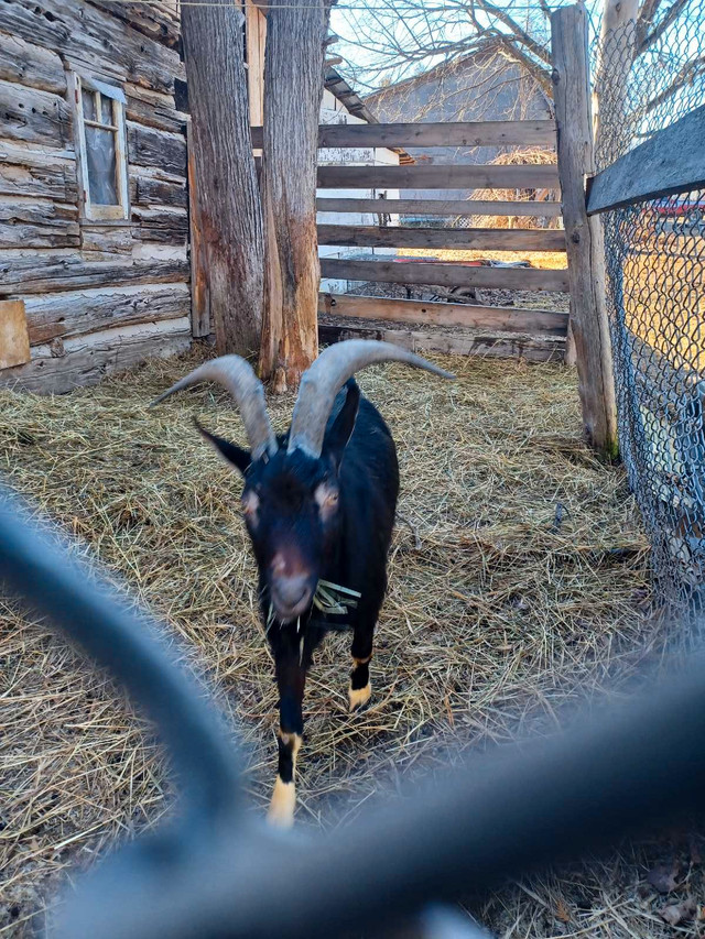 Billy Goat for sale in Livestock in Pembroke - Image 2