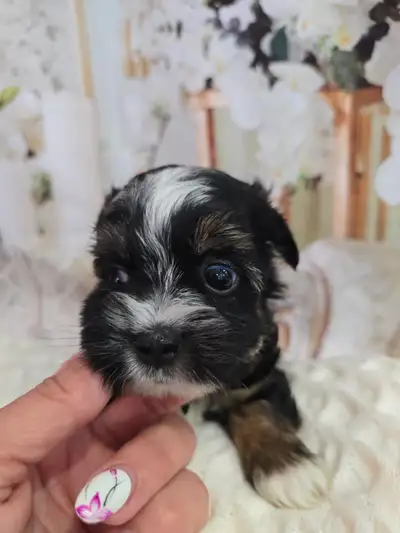 YORKSHIRE TERRIER PUPPIES ("ZEUS" Tri-colors Biewer puppy), View more