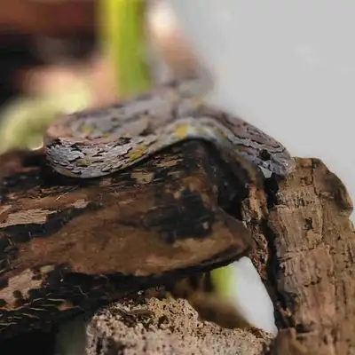 Sweet Female Cornsnake , View more