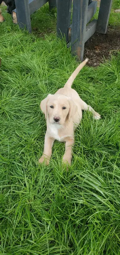Adorable labradoodle pups for sale. Only males availableat this time. Colours available blonde and b...