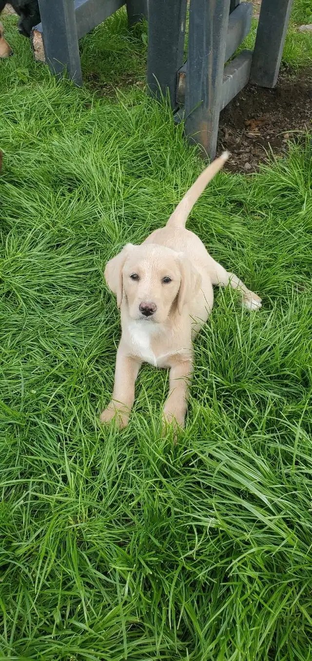 adorable labradoodle pups in Dogs & Puppies for Rehoming in Norfolk County - Image 3