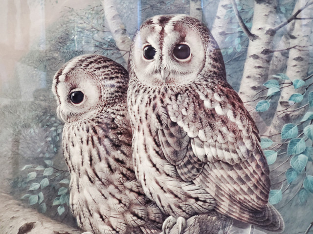 The Tawny Owl Raymond Watson Collotype Print Signed & Remarqued in Arts & Collectibles in Edmonton