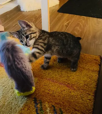 Stripped kitten, View more