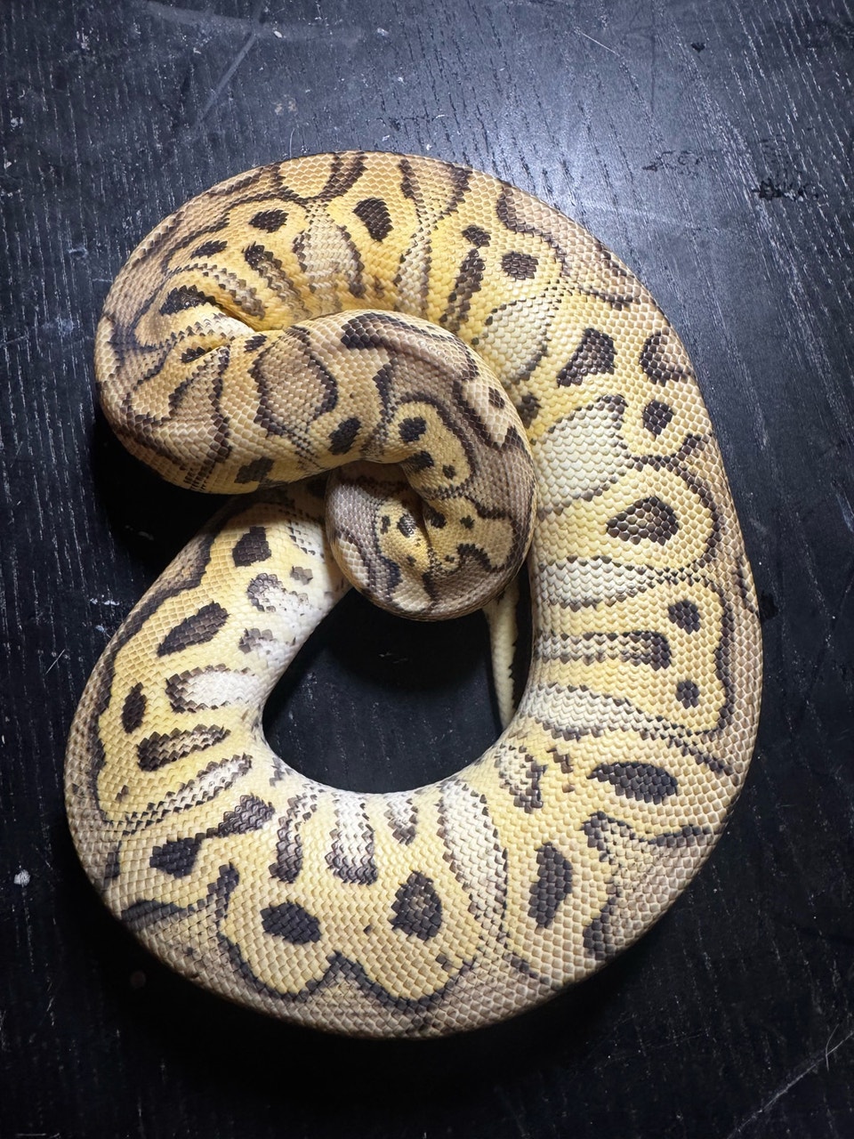 ball python pastel hurricane clown | Reptiles & Amphibians for Rehoming ...
