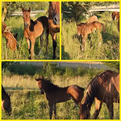 Sandy had a beautiful dark bay foal, Drifter. Sandy has been started under saddle for 60 days in the...