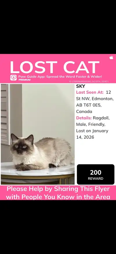 missing cat (Tamarack 12st NW Edmonton), View more