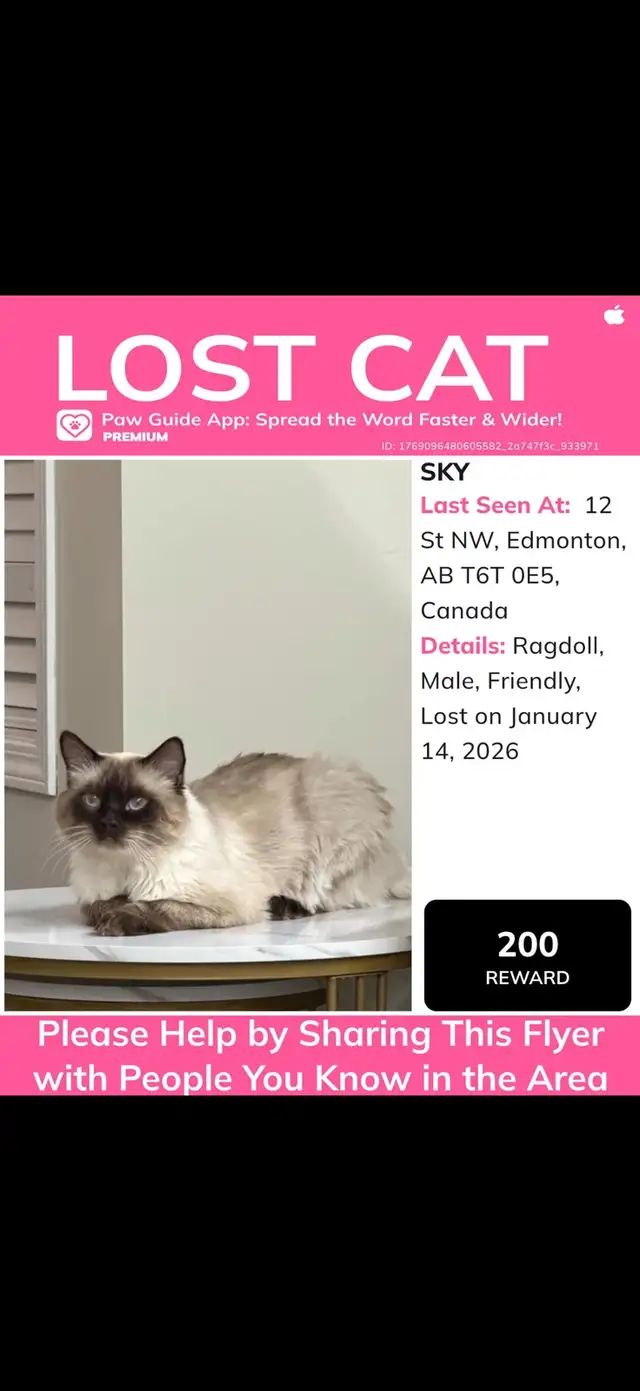 missing cat (Tamarack 12st NW Edmonton) in Lost & Found in Edmonton - Image 2