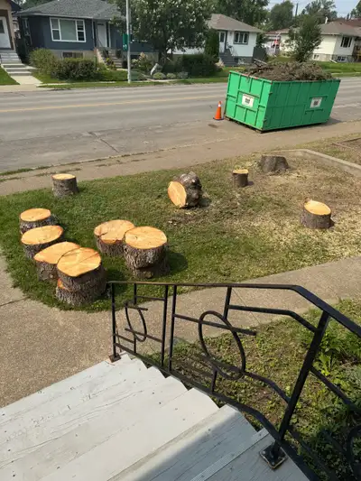 Free fresh Spruce Rounds, View more