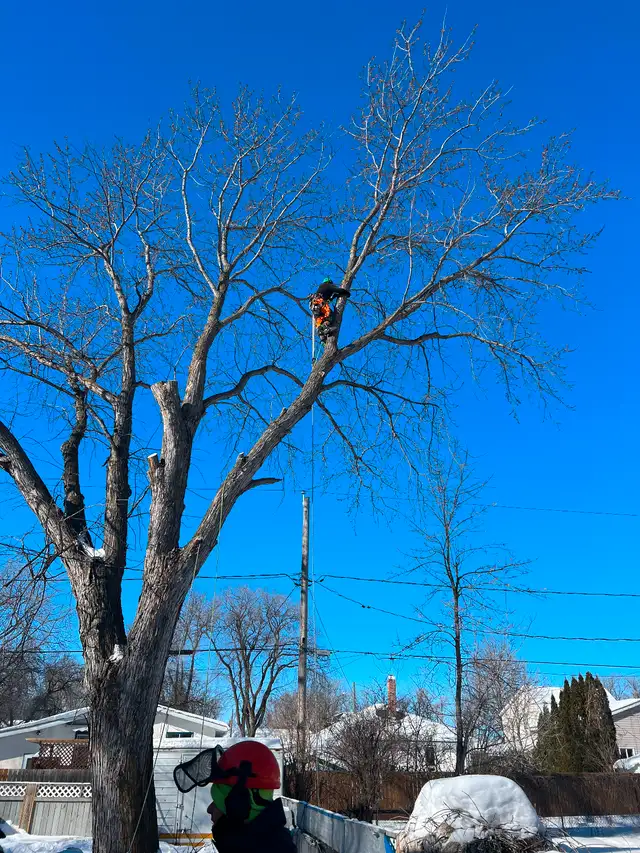 Certified arborist / tree climbing service62863255228801122