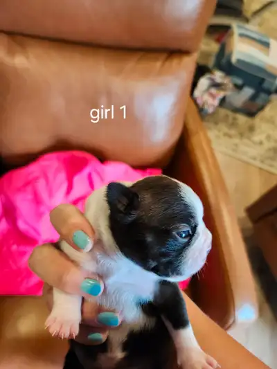 Boston Terrier Puppies, View more