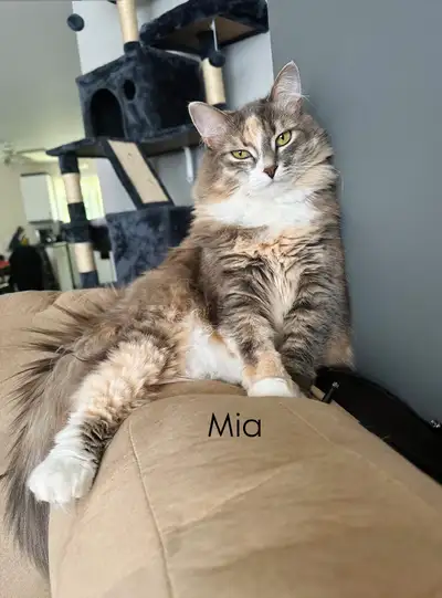 Chat à adopter, View more