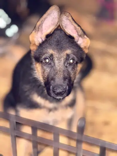 Two males available. They are ready to go to their new forever homes. Don't miss this opportunity to...