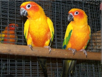 sun conure bonded pair 4yrs old