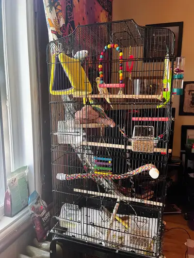 4x budgies + cage + accessories , View more