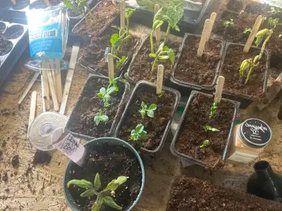  locally grown fresh plants, View more