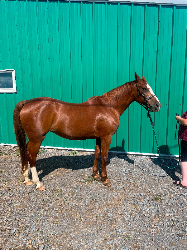 Saddle bred cross mare broke to ride in Horses & Ponies for Rehoming in Belleville