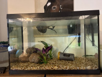 Fish tanks 