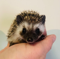 Super sweet and adorable baby Pygmy Hedgehogs! 