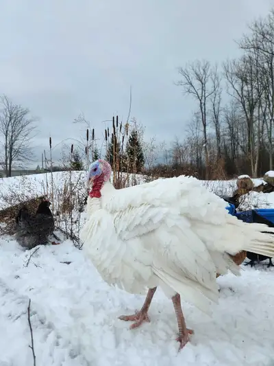 Rare white Ridley bronze NOT A COMMERCIAL BB WHITE This is a Heritage- slow grown turkey Ridley bron...