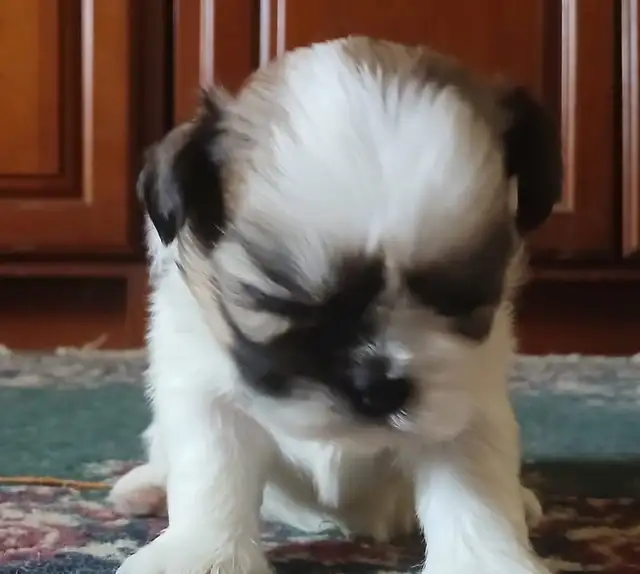 Shih tzu puppies 3 males left  born on February 3 in Dogs & Puppies for Rehoming in Norfolk County - Image 3