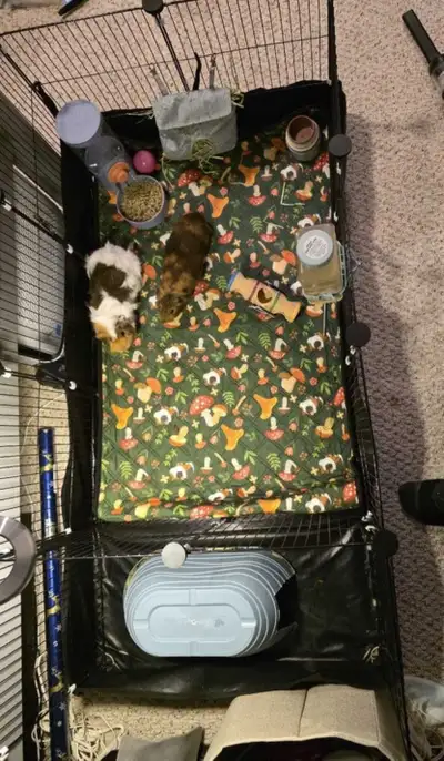 female guinea pigs 2 and all accessories , View more