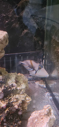 Picasso Triggerfish