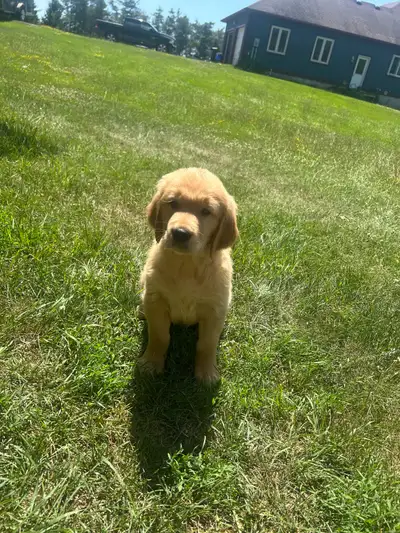 Purebred golden retrievers 6 left, View more