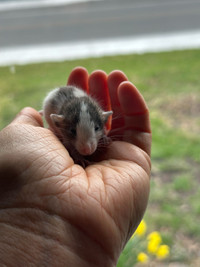 bébés rats