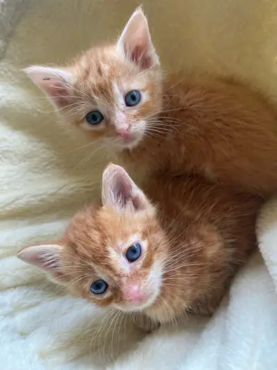 Cute kittens for rehoming, View more