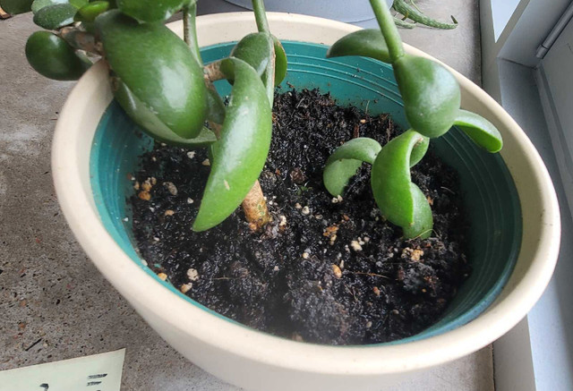 Two Jade plants 11" x 10" in one ivory ceramic pot 7.25" x 7" in Other in City of Halifax - Image 3