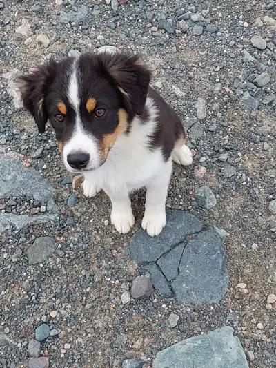 Miniature American Shepherd Female Pup CKC, View more