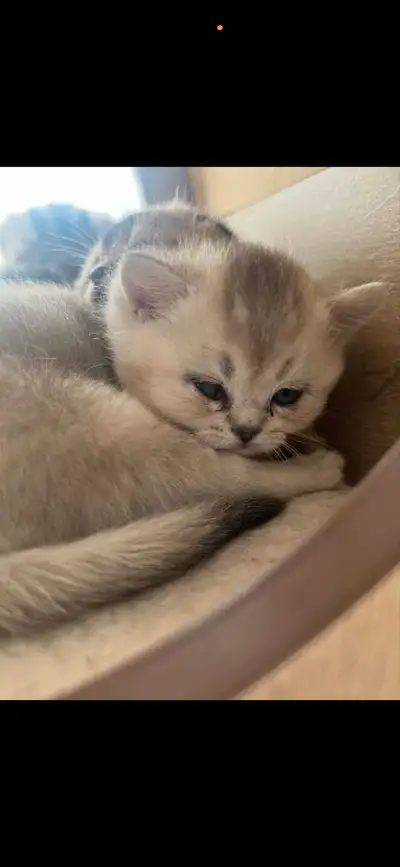 Chaton femelle 4mois british shortair 1er vaccin Très affectueuse Pas opérer Vien avec arbre a chat...
